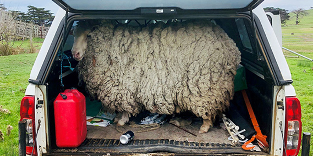 Prickles the 'social distancing' sheep after being rescued